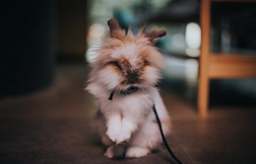 A type of rabbit that is very rare and has a high selling price